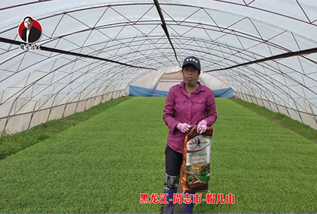 黑龍江-尚誌(zhi)市(shi)-戼兒山(shan)